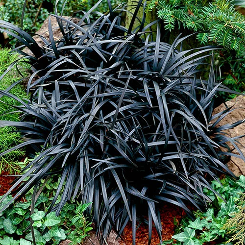 gardeningdirect2986937