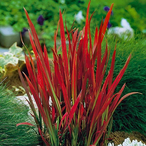 gardeningdirect2986959