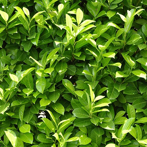 gardeningdirect2987006