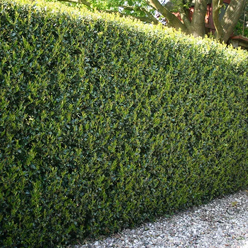 gardeningdirect2987028