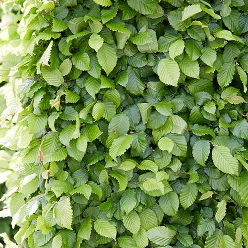 gardeningdirect2987046