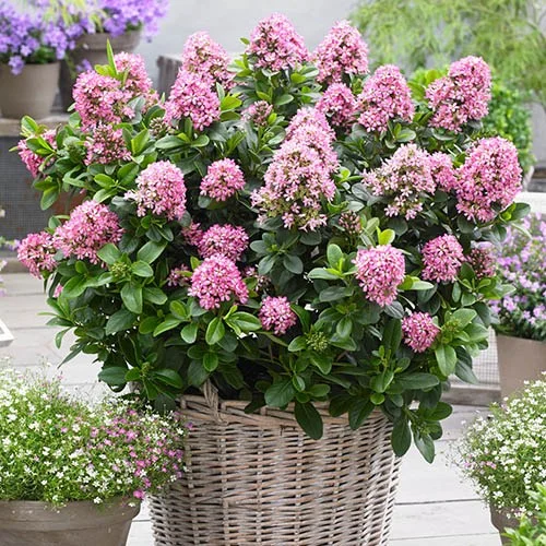 gardeningdirect2987087