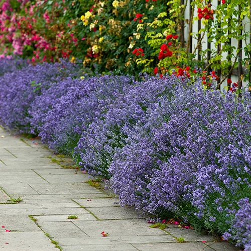 gardeningdirect2987109