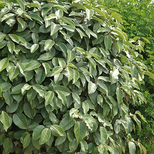 gardeningdirect2987134
