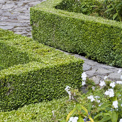 gardeningdirect2987158
