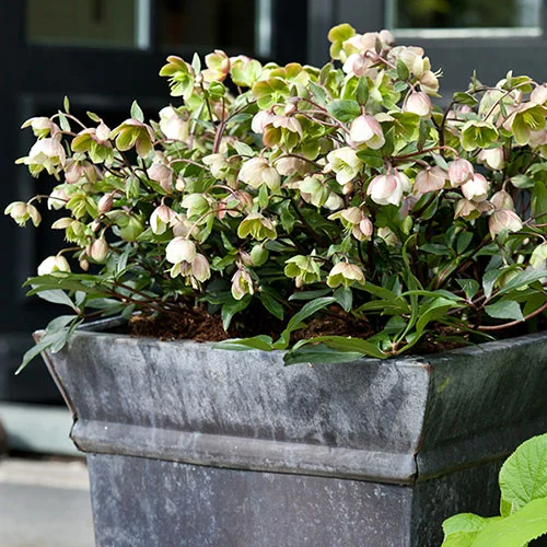 gardeningdirect2987177