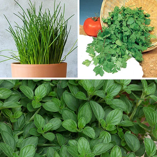 gardeningdirect2987196