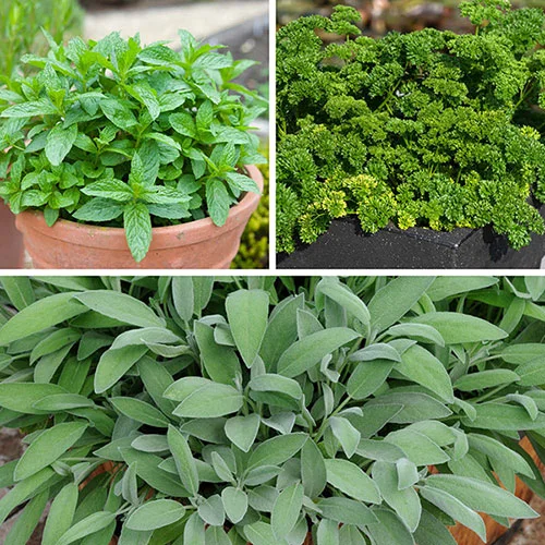 gardeningdirect2987216