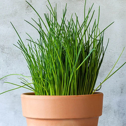 gardeningdirect2987236