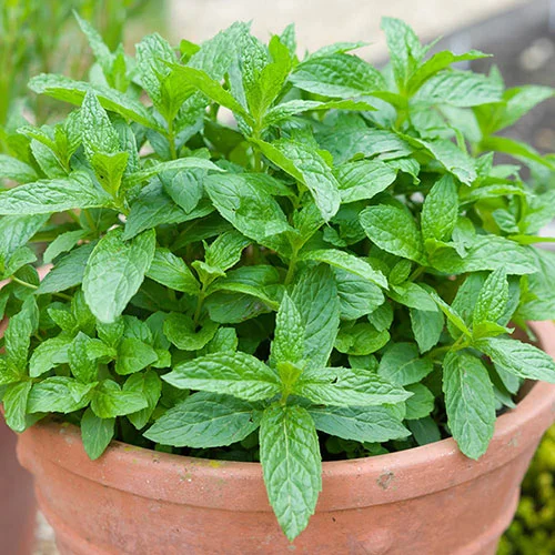 gardeningdirect2987256
