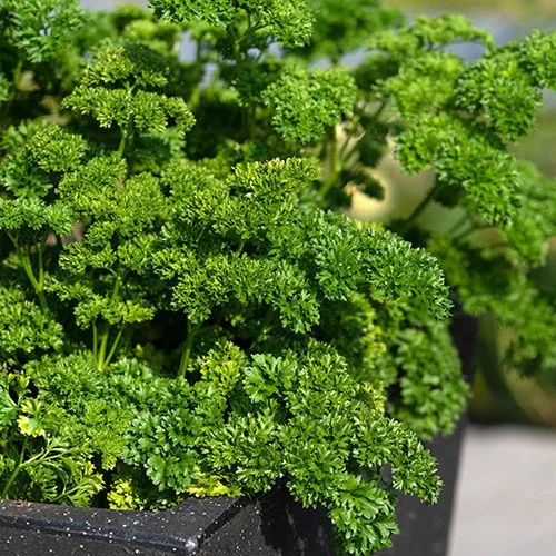 gardeningdirect2987278