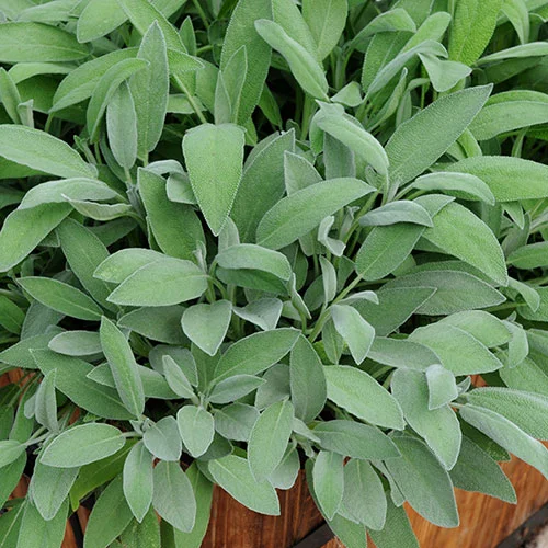 gardeningdirect2987321