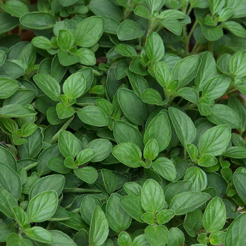 gardeningdirect2987343