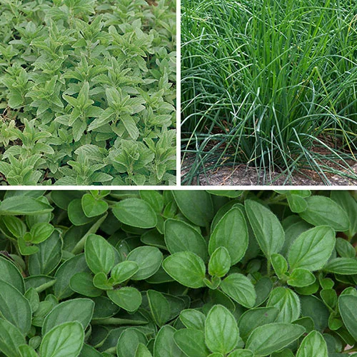gardeningdirect2987361