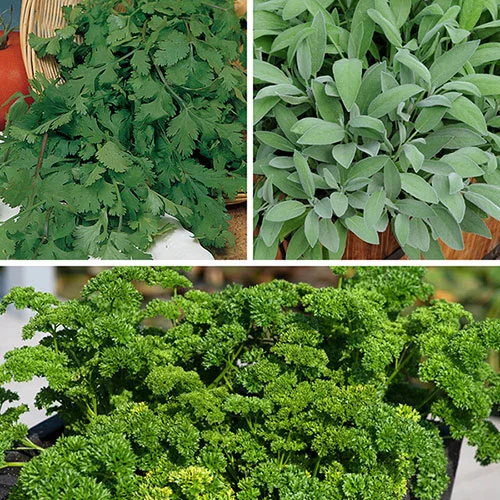 gardeningdirect2987384