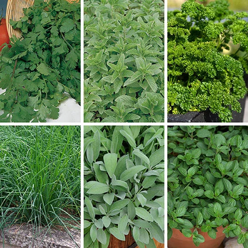 gardeningdirect2987405