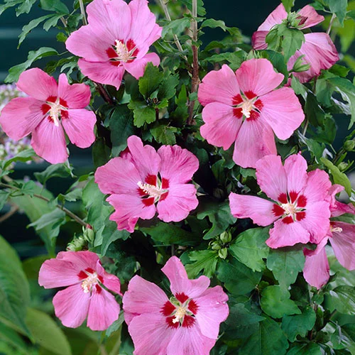 gardeningdirect2987422