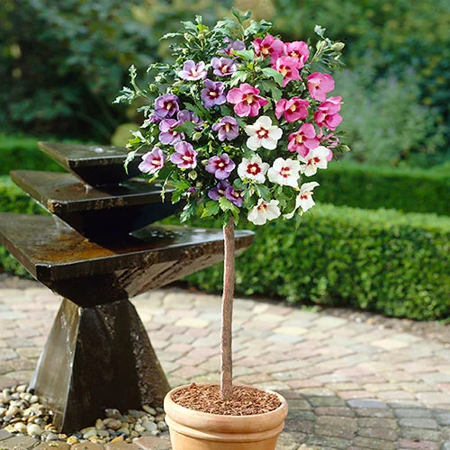 gardeningdirect2987456