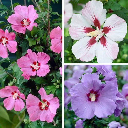 gardeningdirect2987480