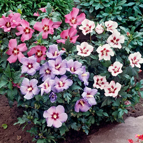 gardeningdirect2987498