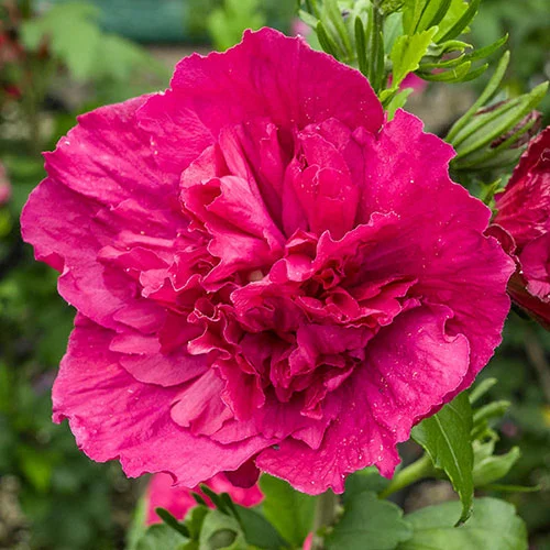 gardeningdirect2987520