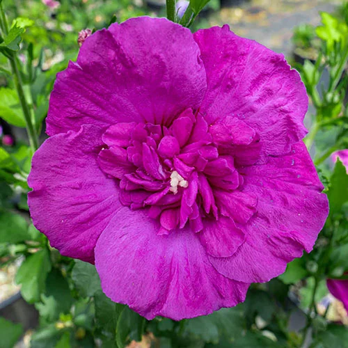 gardeningdirect2987538
