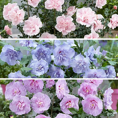gardeningdirect2987559