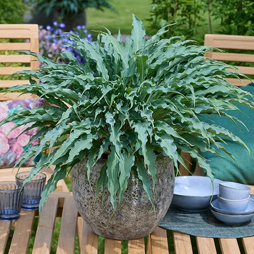 gardeningdirect2987579