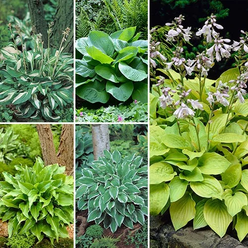 gardeningdirect2987599