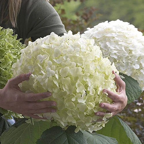 gardeningdirect2987616