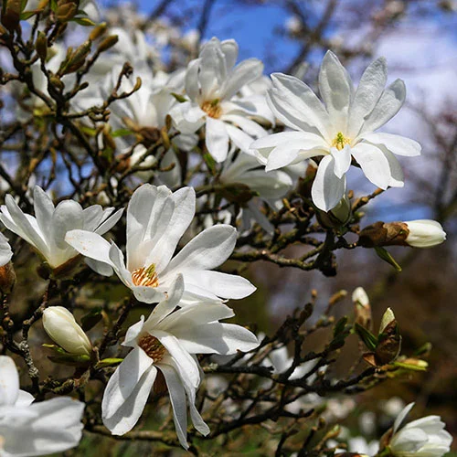 gardeningdirect2987636