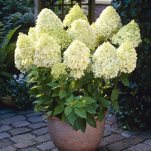 gardeningdirect2987658