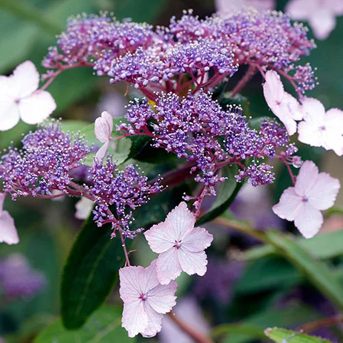 gardeningdirect2987738