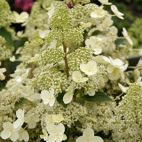 gardeningdirect2987761