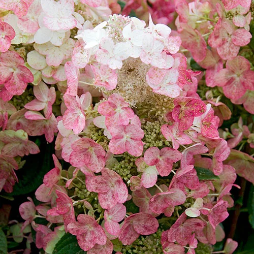 gardeningdirect2987783