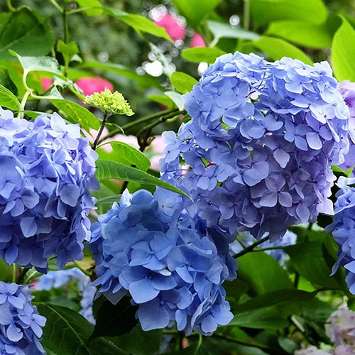gardeningdirect2987797