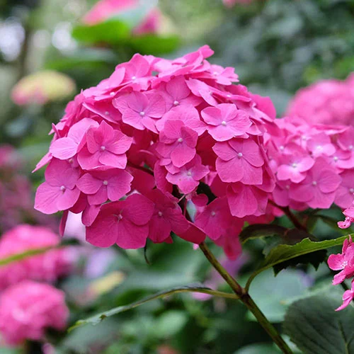 gardeningdirect2987820