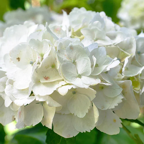 gardeningdirect2987842