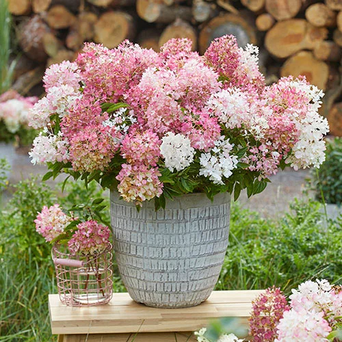 gardeningdirect2987883