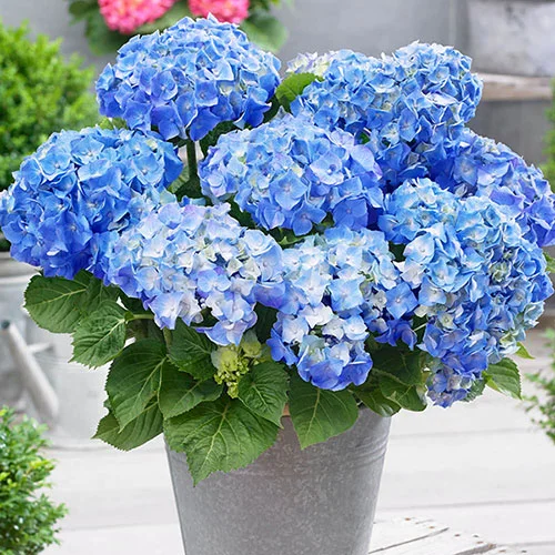 gardeningdirect2987900