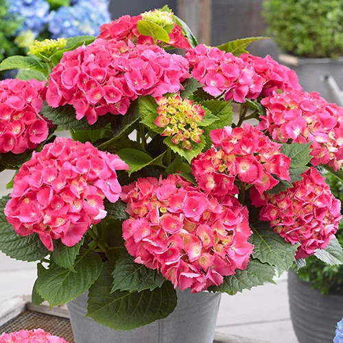 gardeningdirect2987929