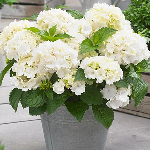 gardeningdirect2987948