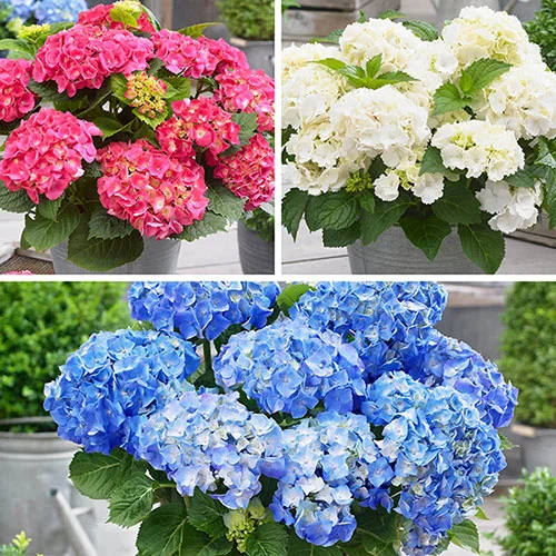 gardeningdirect2987965