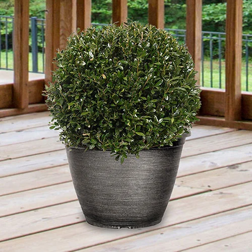 gardeningdirect2988022