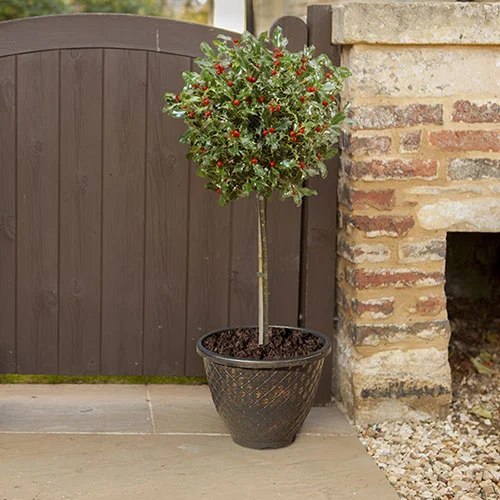 gardeningdirect2988043