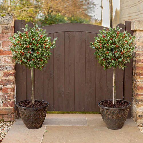 gardeningdirect2988062