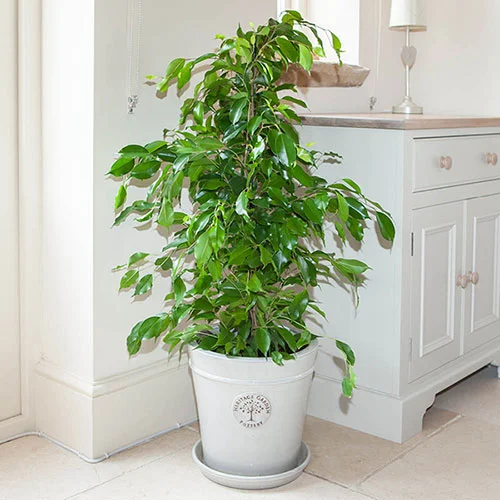 gardeningdirect2988079