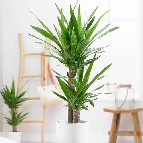 gardeningdirect2988103