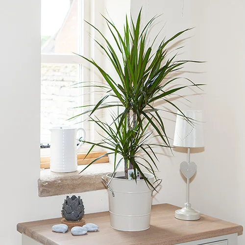 gardeningdirect2988125