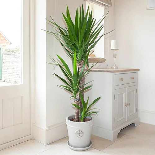 gardeningdirect2988147